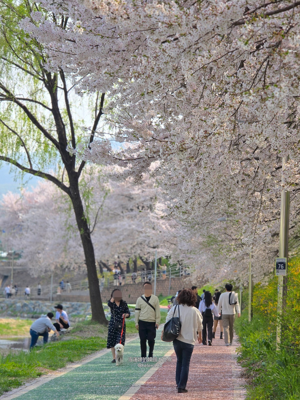 如意川,櫻花,良材市民之森,良材市民公園,韓國,韓國旅行,韓國旅遊,韓國櫻花,韓國綜合,韓國自由行,韓國賞櫻,韓國賞櫻花,首爾,首爾旅行,首爾旅遊,首爾櫻花,首爾自由行,首爾賞櫻,首爾賞櫻攻略,首爾賞櫻時間,首爾賞櫻月份,首爾賞櫻秘境,首爾賞櫻花,首爾遊／宿 @Helena's Blog