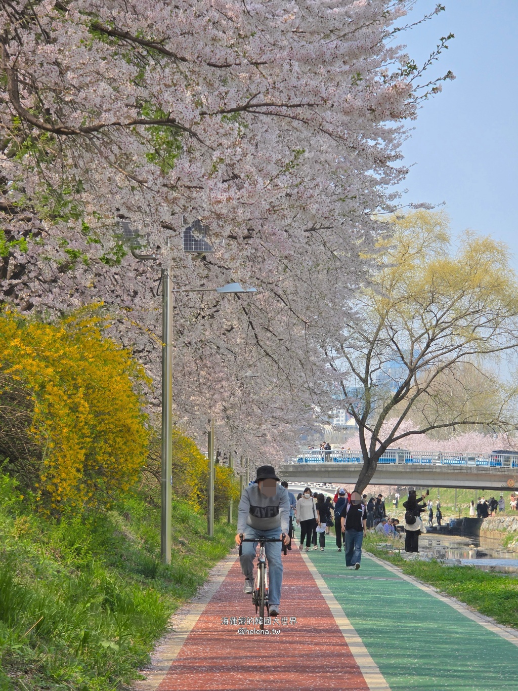 如意川,櫻花,良材市民之森,良材市民公園,韓國,韓國旅行,韓國旅遊,韓國櫻花,韓國綜合,韓國自由行,韓國賞櫻,韓國賞櫻花,首爾,首爾旅行,首爾旅遊,首爾櫻花,首爾自由行,首爾賞櫻,首爾賞櫻攻略,首爾賞櫻時間,首爾賞櫻月份,首爾賞櫻秘境,首爾賞櫻花,首爾遊／宿 @Helena's Blog