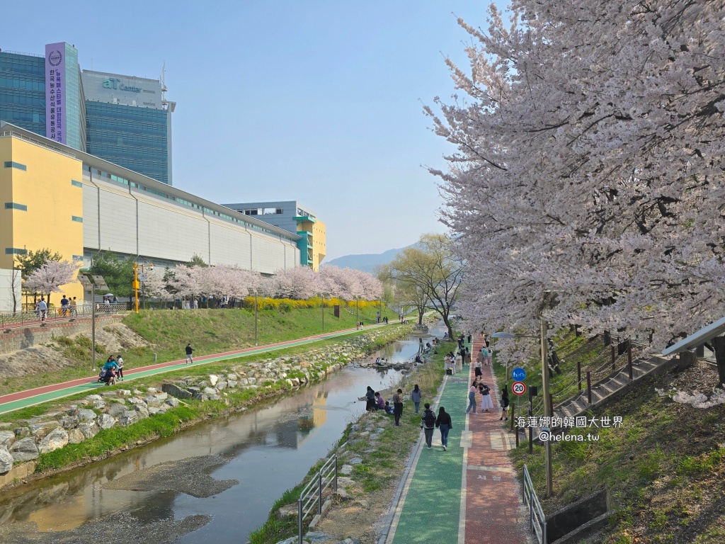 如意川,櫻花,良材市民之森,良材市民公園,韓國,韓國旅行,韓國旅遊,韓國櫻花,韓國綜合,韓國自由行,韓國賞櫻,韓國賞櫻花,首爾,首爾旅行,首爾旅遊,首爾櫻花,首爾自由行,首爾賞櫻,首爾賞櫻攻略,首爾賞櫻時間,首爾賞櫻月份,首爾賞櫻秘境,首爾賞櫻花,首爾遊／宿 @Helena's Blog