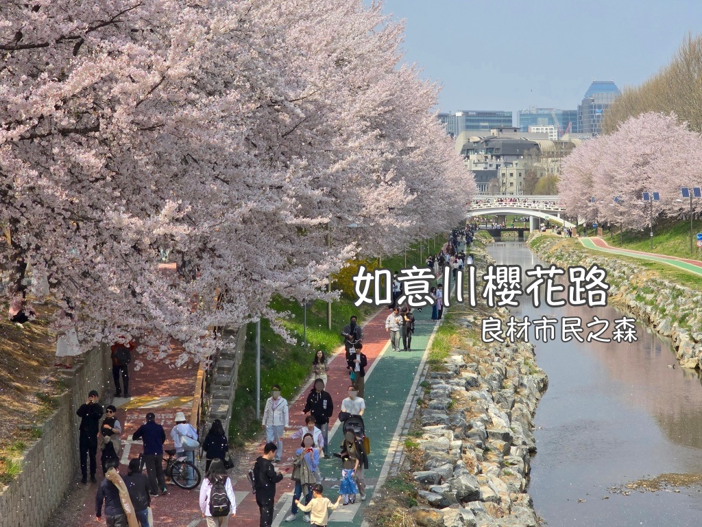 如意川,櫻花,良材市民之森,良材市民公園,韓國,韓國旅行,韓國旅遊,韓國櫻花,韓國綜合,韓國自由行,韓國賞櫻,韓國賞櫻花,首爾,首爾旅行,首爾旅遊,首爾櫻花,首爾自由行,首爾賞櫻,首爾賞櫻攻略,首爾賞櫻時間,首爾賞櫻月份,首爾賞櫻秘境,首爾賞櫻花,首爾遊／宿 @Helena's Blog