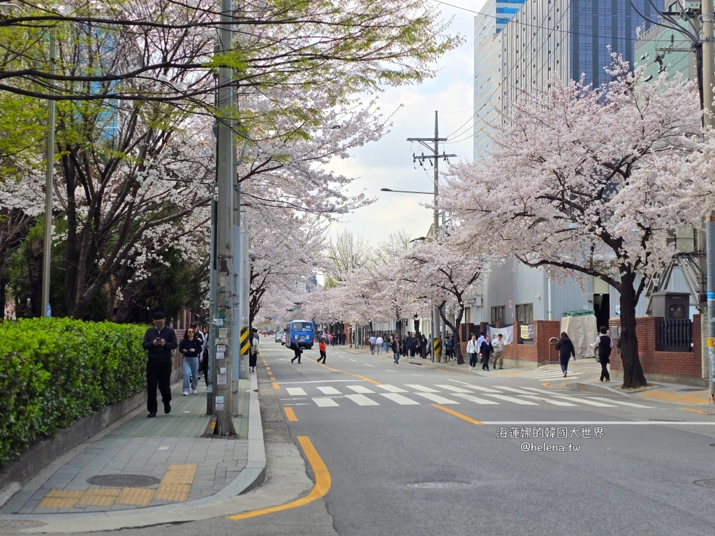 安養川,櫻花,韓國,韓國旅行,韓國旅遊,韓國櫻花,韓國綜合,韓國自由行,韓國賞櫻,韓國賞櫻花,首爾,首爾旅行,首爾旅遊,首爾櫻花,首爾自由行,首爾賞櫻,首爾賞櫻攻略,首爾賞櫻時間,首爾賞櫻月份,首爾賞櫻秘境,首爾賞櫻花,首爾遊／宿 @Helena's Blog