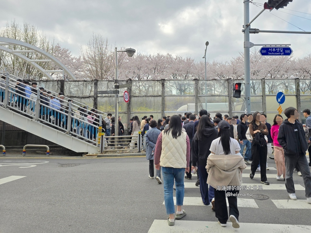 安養川,櫻花,韓國,韓國旅行,韓國旅遊,韓國櫻花,韓國綜合,韓國自由行,韓國賞櫻,韓國賞櫻花,首爾,首爾旅行,首爾旅遊,首爾櫻花,首爾自由行,首爾賞櫻,首爾賞櫻攻略,首爾賞櫻時間,首爾賞櫻月份,首爾賞櫻秘境,首爾賞櫻花,首爾遊／宿 @Helena's Blog