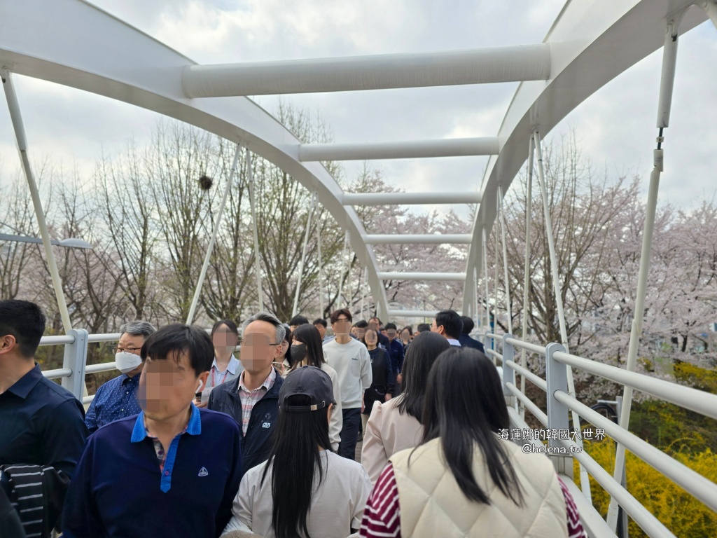 安養川,櫻花,韓國,韓國旅行,韓國旅遊,韓國櫻花,韓國綜合,韓國自由行,韓國賞櫻,韓國賞櫻花,首爾,首爾旅行,首爾旅遊,首爾櫻花,首爾自由行,首爾賞櫻,首爾賞櫻攻略,首爾賞櫻時間,首爾賞櫻月份,首爾賞櫻秘境,首爾賞櫻花,首爾遊／宿 @Helena's Blog