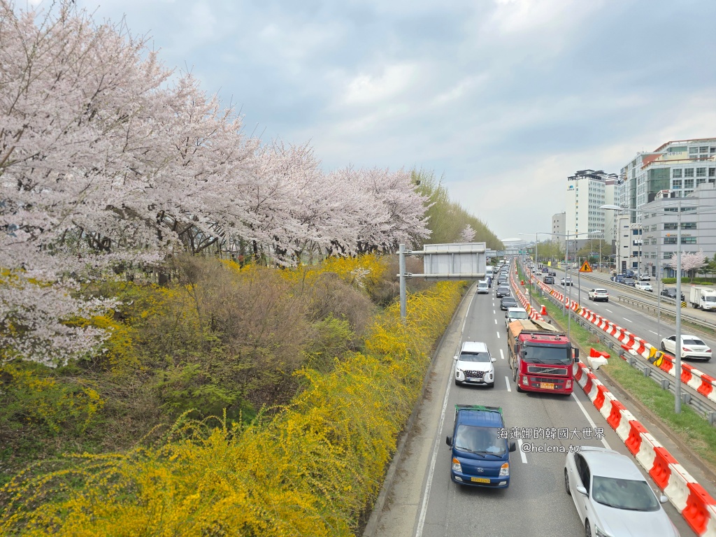 安養川,櫻花,韓國,韓國旅行,韓國旅遊,韓國櫻花,韓國綜合,韓國自由行,韓國賞櫻,韓國賞櫻花,首爾,首爾旅行,首爾旅遊,首爾櫻花,首爾自由行,首爾賞櫻,首爾賞櫻攻略,首爾賞櫻時間,首爾賞櫻月份,首爾賞櫻秘境,首爾賞櫻花,首爾遊／宿 @Helena's Blog