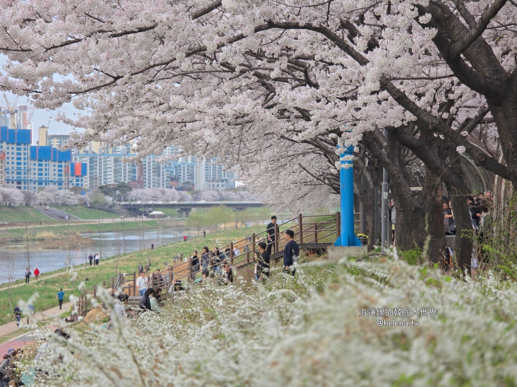 安養川,櫻花,韓國,韓國旅行,韓國旅遊,韓國櫻花,韓國綜合,韓國自由行,韓國賞櫻,韓國賞櫻花,首爾,首爾旅行,首爾旅遊,首爾櫻花,首爾自由行,首爾賞櫻,首爾賞櫻攻略,首爾賞櫻時間,首爾賞櫻月份,首爾賞櫻秘境,首爾賞櫻花,首爾遊／宿 @Helena's Blog