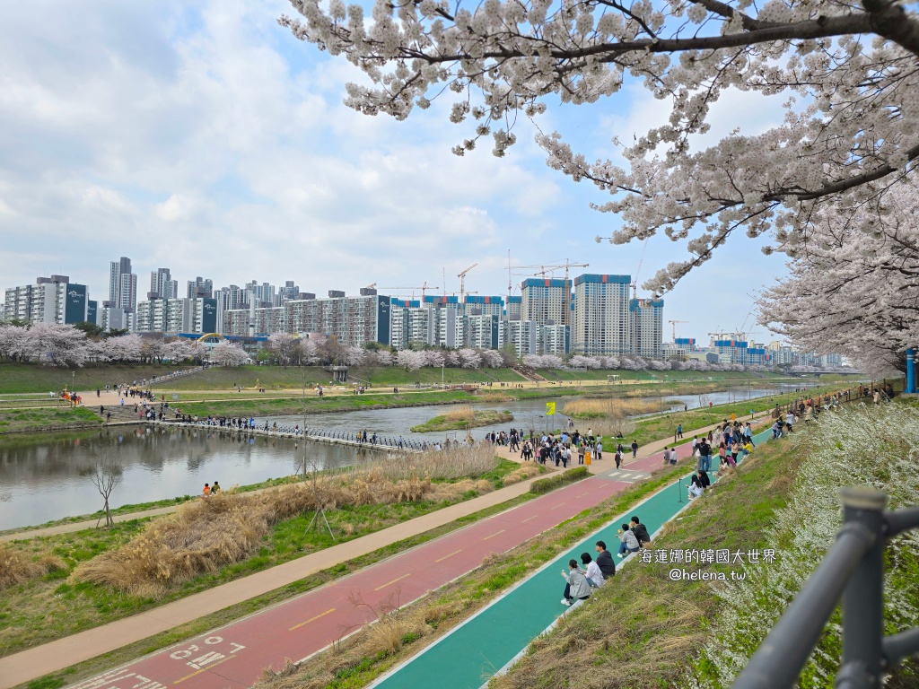 安養川,櫻花,韓國,韓國旅行,韓國旅遊,韓國櫻花,韓國綜合,韓國自由行,韓國賞櫻,韓國賞櫻花,首爾,首爾旅行,首爾旅遊,首爾櫻花,首爾自由行,首爾賞櫻,首爾賞櫻攻略,首爾賞櫻時間,首爾賞櫻月份,首爾賞櫻秘境,首爾賞櫻花,首爾遊／宿 @Helena's Blog