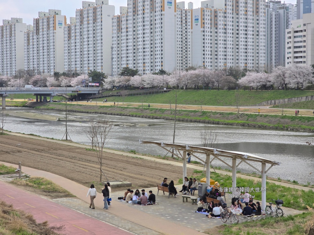 安養川,櫻花,韓國,韓國旅行,韓國旅遊,韓國櫻花,韓國綜合,韓國自由行,韓國賞櫻,韓國賞櫻花,首爾,首爾旅行,首爾旅遊,首爾櫻花,首爾自由行,首爾賞櫻,首爾賞櫻攻略,首爾賞櫻時間,首爾賞櫻月份,首爾賞櫻秘境,首爾賞櫻花,首爾遊／宿 @Helena's Blog