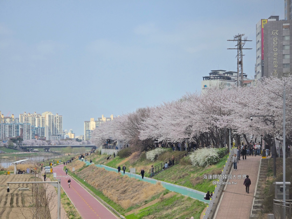 安養川,櫻花,韓國,韓國旅行,韓國旅遊,韓國櫻花,韓國綜合,韓國自由行,韓國賞櫻,韓國賞櫻花,首爾,首爾旅行,首爾旅遊,首爾櫻花,首爾自由行,首爾賞櫻,首爾賞櫻攻略,首爾賞櫻時間,首爾賞櫻月份,首爾賞櫻秘境,首爾賞櫻花,首爾遊／宿 @Helena's Blog