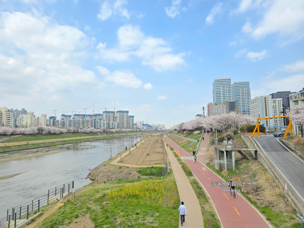 安養川,櫻花,韓國,韓國旅行,韓國旅遊,韓國櫻花,韓國綜合,韓國自由行,韓國賞櫻,韓國賞櫻花,首爾,首爾旅行,首爾旅遊,首爾櫻花,首爾自由行,首爾賞櫻,首爾賞櫻攻略,首爾賞櫻時間,首爾賞櫻月份,首爾賞櫻秘境,首爾賞櫻花,首爾遊／宿 @Helena's Blog