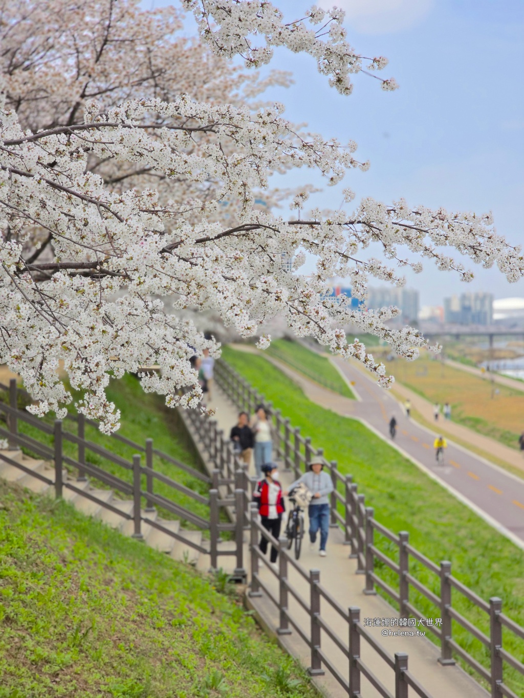 安養川,櫻花,韓國,韓國旅行,韓國旅遊,韓國櫻花,韓國綜合,韓國自由行,韓國賞櫻,韓國賞櫻花,首爾,首爾旅行,首爾旅遊,首爾櫻花,首爾自由行,首爾賞櫻,首爾賞櫻攻略,首爾賞櫻時間,首爾賞櫻月份,首爾賞櫻秘境,首爾賞櫻花,首爾遊／宿 @Helena's Blog