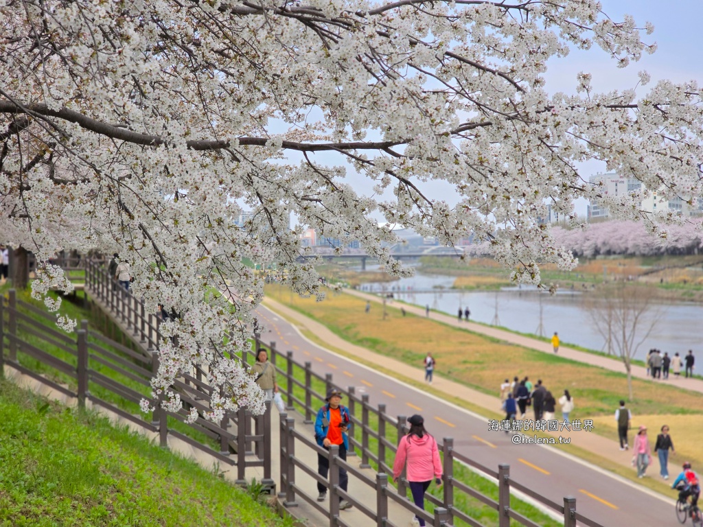 安養川,櫻花,韓國,韓國旅行,韓國旅遊,韓國櫻花,韓國綜合,韓國自由行,韓國賞櫻,韓國賞櫻花,首爾,首爾旅行,首爾旅遊,首爾櫻花,首爾自由行,首爾賞櫻,首爾賞櫻攻略,首爾賞櫻時間,首爾賞櫻月份,首爾賞櫻秘境,首爾賞櫻花,首爾遊／宿 @Helena's Blog