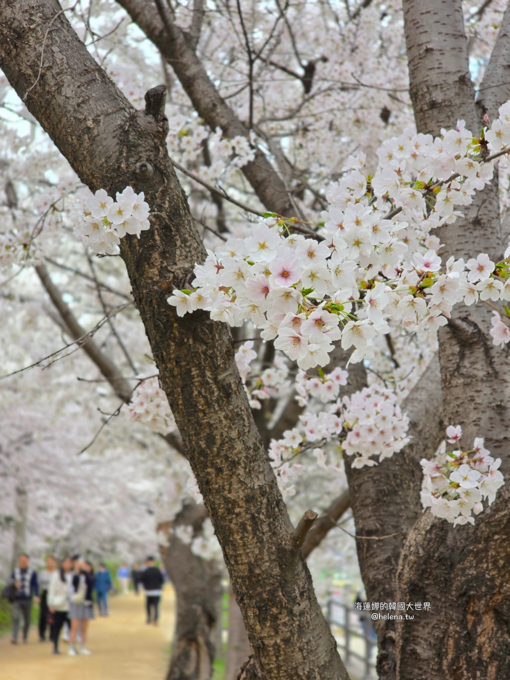 安養川,櫻花,韓國,韓國旅行,韓國旅遊,韓國櫻花,韓國綜合,韓國自由行,韓國賞櫻,韓國賞櫻花,首爾,首爾旅行,首爾旅遊,首爾櫻花,首爾自由行,首爾賞櫻,首爾賞櫻攻略,首爾賞櫻時間,首爾賞櫻月份,首爾賞櫻秘境,首爾賞櫻花,首爾遊／宿 @Helena's Blog