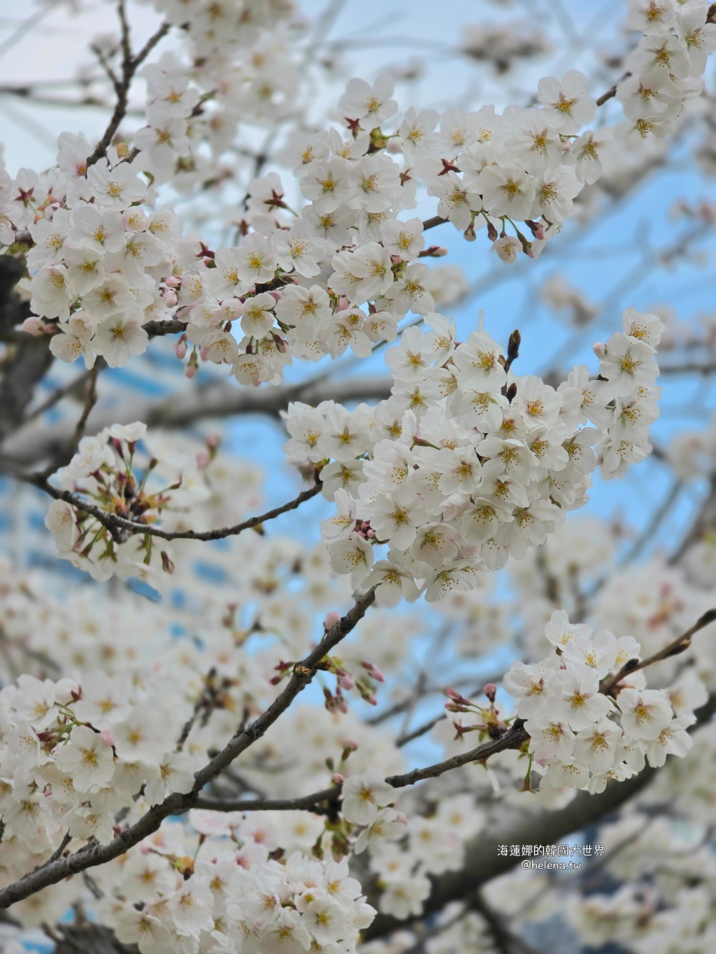 安養川,櫻花,韓國,韓國旅行,韓國旅遊,韓國櫻花,韓國綜合,韓國自由行,韓國賞櫻,韓國賞櫻花,首爾,首爾旅行,首爾旅遊,首爾櫻花,首爾自由行,首爾賞櫻,首爾賞櫻攻略,首爾賞櫻時間,首爾賞櫻月份,首爾賞櫻秘境,首爾賞櫻花,首爾遊／宿 @Helena's Blog