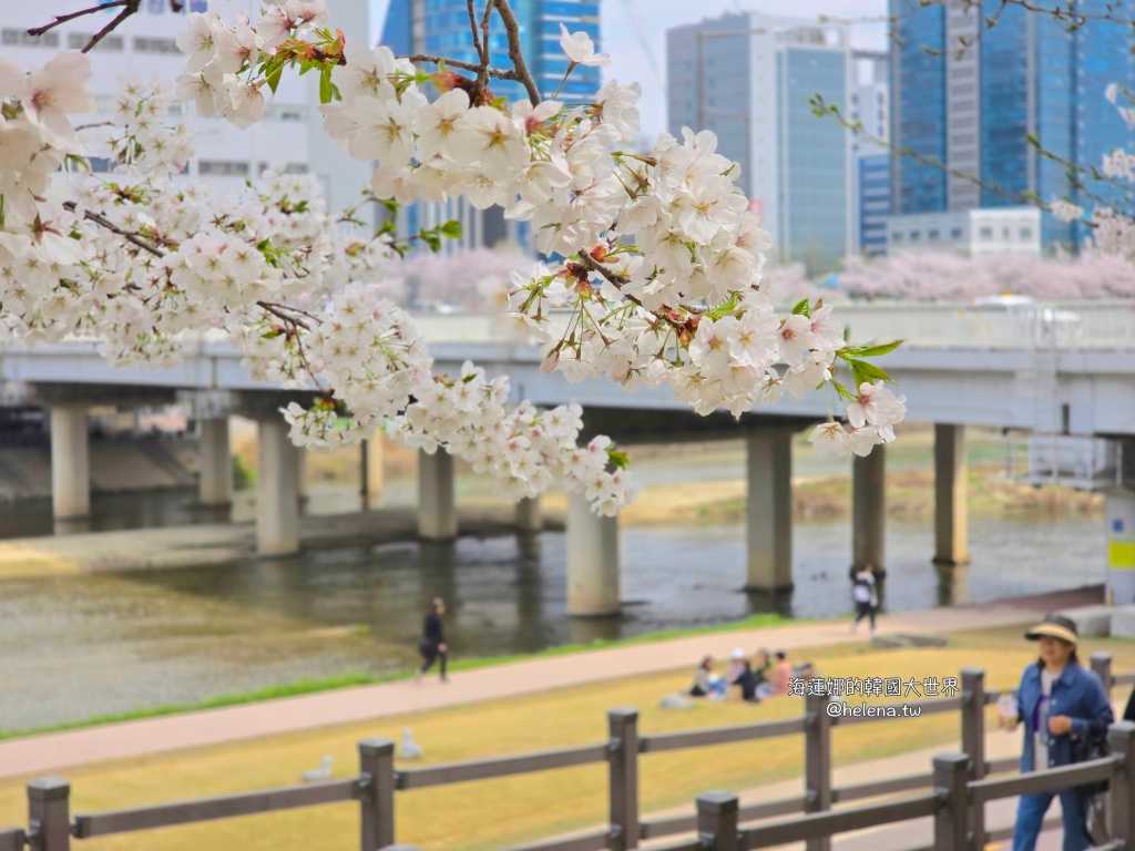 安養川,櫻花,韓國,韓國旅行,韓國旅遊,韓國櫻花,韓國綜合,韓國自由行,韓國賞櫻,韓國賞櫻花,首爾,首爾旅行,首爾旅遊,首爾櫻花,首爾自由行,首爾賞櫻,首爾賞櫻攻略,首爾賞櫻時間,首爾賞櫻月份,首爾賞櫻秘境,首爾賞櫻花,首爾遊／宿 @Helena's Blog