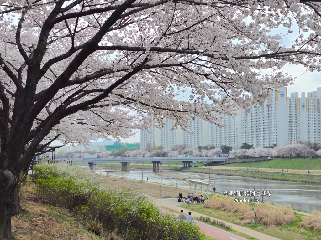 安養川,櫻花,韓國,韓國旅行,韓國旅遊,韓國櫻花,韓國綜合,韓國自由行,韓國賞櫻,韓國賞櫻花,首爾,首爾旅行,首爾旅遊,首爾櫻花,首爾自由行,首爾賞櫻,首爾賞櫻攻略,首爾賞櫻時間,首爾賞櫻月份,首爾賞櫻秘境,首爾賞櫻花,首爾遊／宿 @Helena's Blog