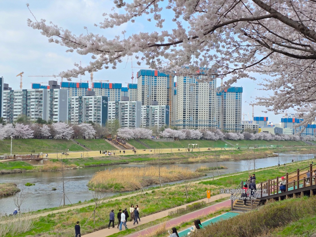 安養川,櫻花,韓國,韓國旅行,韓國旅遊,韓國櫻花,韓國綜合,韓國自由行,韓國賞櫻,韓國賞櫻花,首爾,首爾旅行,首爾旅遊,首爾櫻花,首爾自由行,首爾賞櫻,首爾賞櫻攻略,首爾賞櫻時間,首爾賞櫻月份,首爾賞櫻秘境,首爾賞櫻花,首爾遊／宿 @Helena's Blog