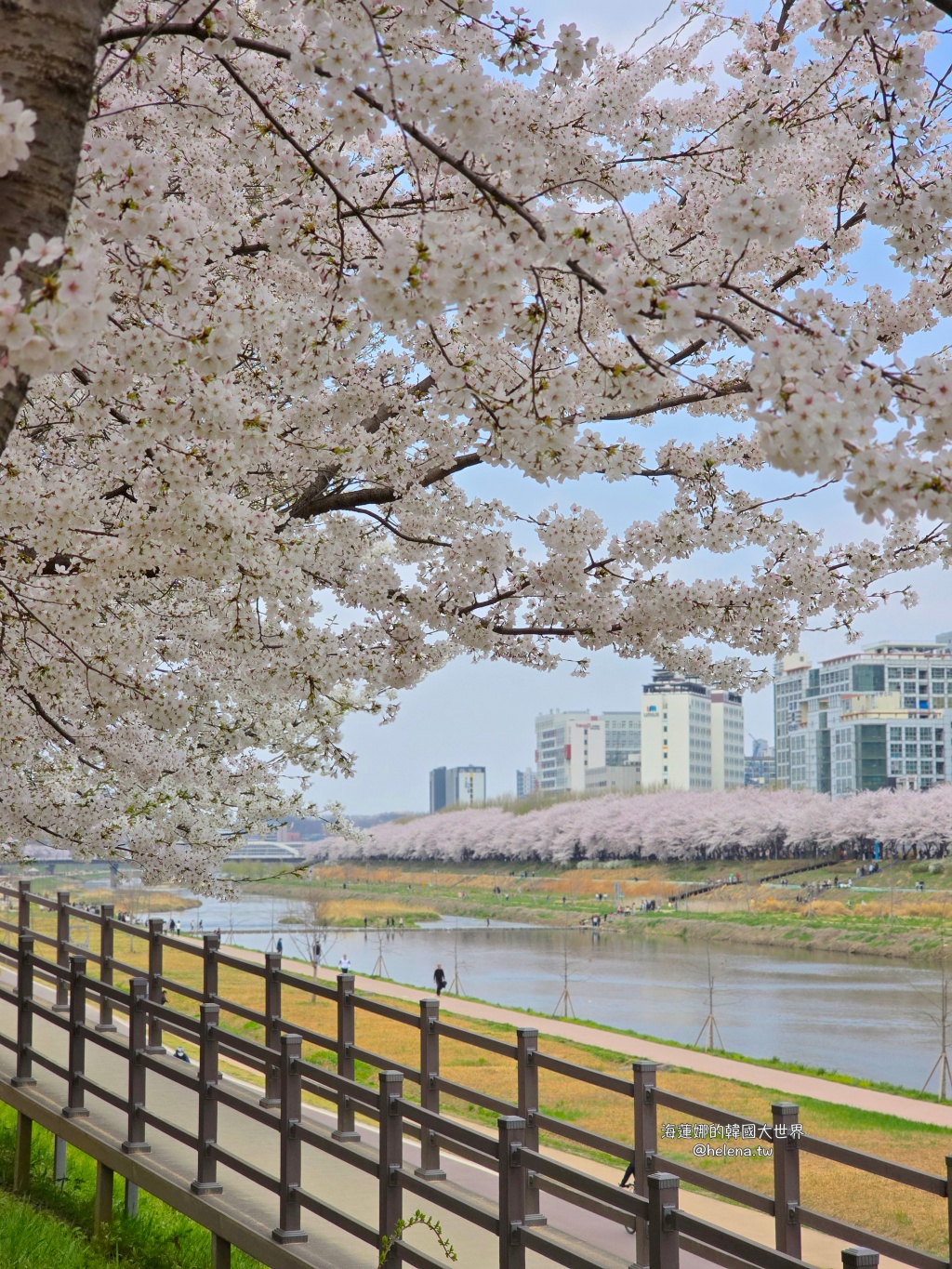 安養川,櫻花,韓國,韓國旅行,韓國旅遊,韓國櫻花,韓國綜合,韓國自由行,韓國賞櫻,韓國賞櫻花,首爾,首爾旅行,首爾旅遊,首爾櫻花,首爾自由行,首爾賞櫻,首爾賞櫻攻略,首爾賞櫻時間,首爾賞櫻月份,首爾賞櫻秘境,首爾賞櫻花,首爾遊／宿 @Helena's Blog