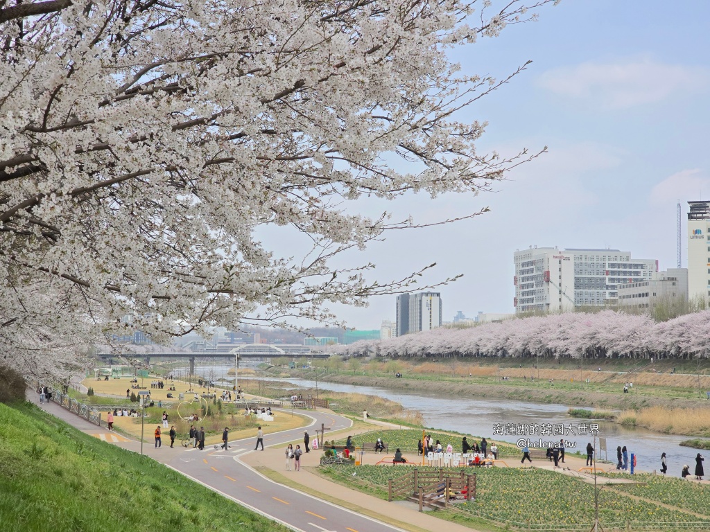 安養川,櫻花,韓國,韓國旅行,韓國旅遊,韓國櫻花,韓國綜合,韓國自由行,韓國賞櫻,韓國賞櫻花,首爾,首爾旅行,首爾旅遊,首爾櫻花,首爾自由行,首爾賞櫻,首爾賞櫻攻略,首爾賞櫻時間,首爾賞櫻月份,首爾賞櫻秘境,首爾賞櫻花,首爾遊／宿 @Helena's Blog