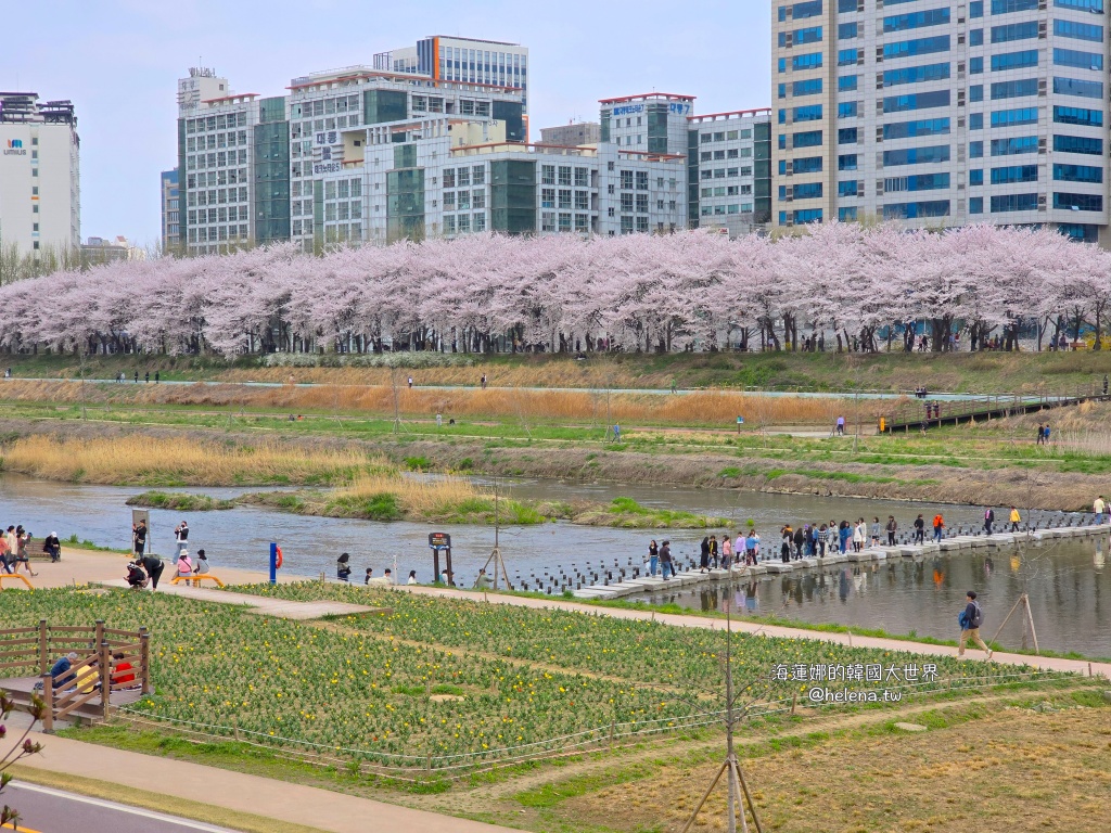 安養川,櫻花,韓國,韓國旅行,韓國旅遊,韓國櫻花,韓國綜合,韓國自由行,韓國賞櫻,韓國賞櫻花,首爾,首爾旅行,首爾旅遊,首爾櫻花,首爾自由行,首爾賞櫻,首爾賞櫻攻略,首爾賞櫻時間,首爾賞櫻月份,首爾賞櫻秘境,首爾賞櫻花,首爾遊／宿 @Helena's Blog