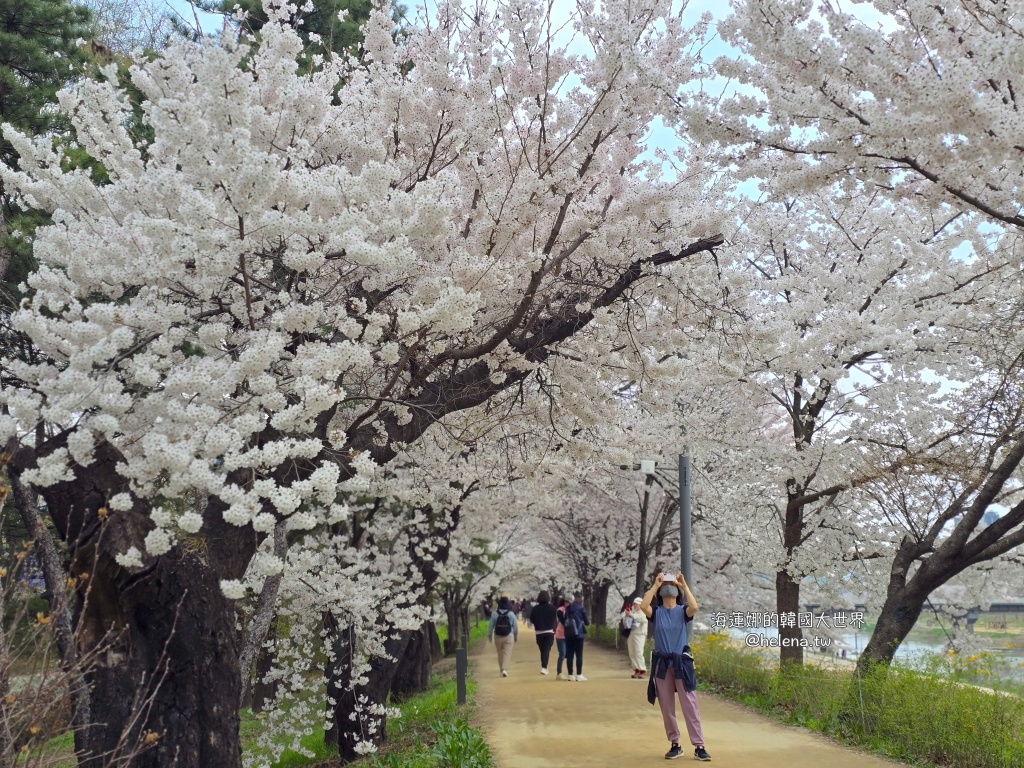 安養川,櫻花,韓國,韓國旅行,韓國旅遊,韓國櫻花,韓國綜合,韓國自由行,韓國賞櫻,韓國賞櫻花,首爾,首爾旅行,首爾旅遊,首爾櫻花,首爾自由行,首爾賞櫻,首爾賞櫻攻略,首爾賞櫻時間,首爾賞櫻月份,首爾賞櫻秘境,首爾賞櫻花,首爾遊／宿 @Helena's Blog