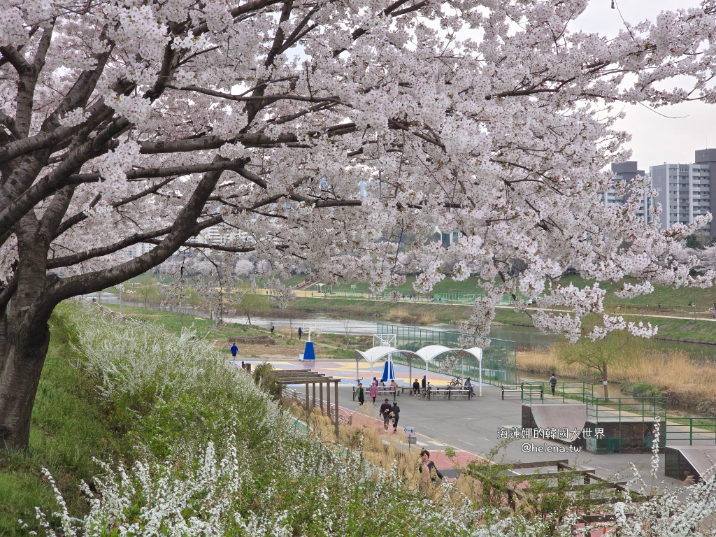 安養川,櫻花,韓國,韓國旅行,韓國旅遊,韓國櫻花,韓國綜合,韓國自由行,韓國賞櫻,韓國賞櫻花,首爾,首爾旅行,首爾旅遊,首爾櫻花,首爾自由行,首爾賞櫻,首爾賞櫻攻略,首爾賞櫻時間,首爾賞櫻月份,首爾賞櫻秘境,首爾賞櫻花,首爾遊／宿 @Helena's Blog