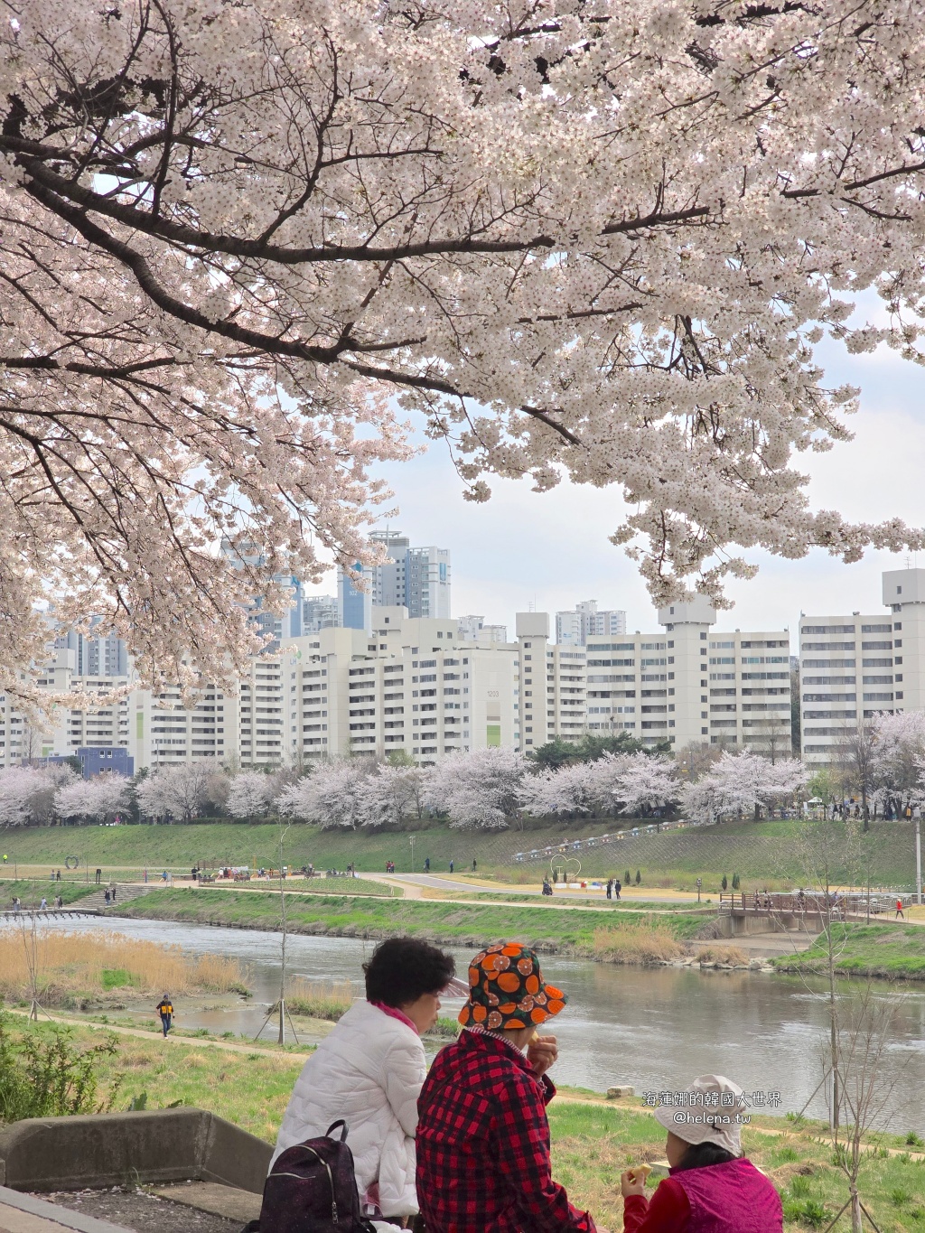 安養川,櫻花,韓國,韓國旅行,韓國旅遊,韓國櫻花,韓國綜合,韓國自由行,韓國賞櫻,韓國賞櫻花,首爾,首爾旅行,首爾旅遊,首爾櫻花,首爾自由行,首爾賞櫻,首爾賞櫻攻略,首爾賞櫻時間,首爾賞櫻月份,首爾賞櫻秘境,首爾賞櫻花,首爾遊／宿 @Helena's Blog