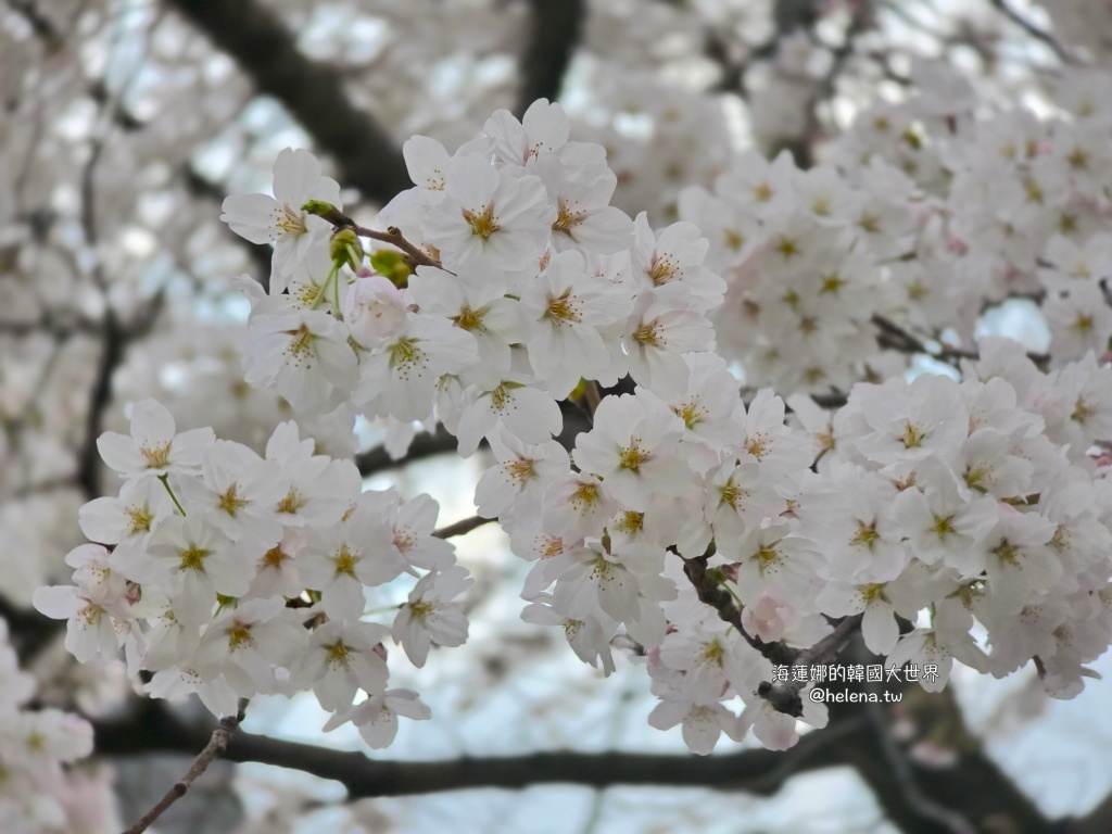 安養川,櫻花,韓國,韓國旅行,韓國旅遊,韓國櫻花,韓國綜合,韓國自由行,韓國賞櫻,韓國賞櫻花,首爾,首爾旅行,首爾旅遊,首爾櫻花,首爾自由行,首爾賞櫻,首爾賞櫻攻略,首爾賞櫻時間,首爾賞櫻月份,首爾賞櫻秘境,首爾賞櫻花,首爾遊／宿 @Helena's Blog