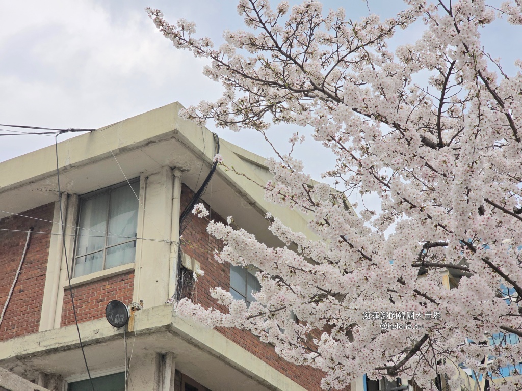 安養川,櫻花,韓國,韓國旅行,韓國旅遊,韓國櫻花,韓國綜合,韓國自由行,韓國賞櫻,韓國賞櫻花,首爾,首爾旅行,首爾旅遊,首爾櫻花,首爾自由行,首爾賞櫻,首爾賞櫻攻略,首爾賞櫻時間,首爾賞櫻月份,首爾賞櫻秘境,首爾賞櫻花,首爾遊／宿 @Helena's Blog