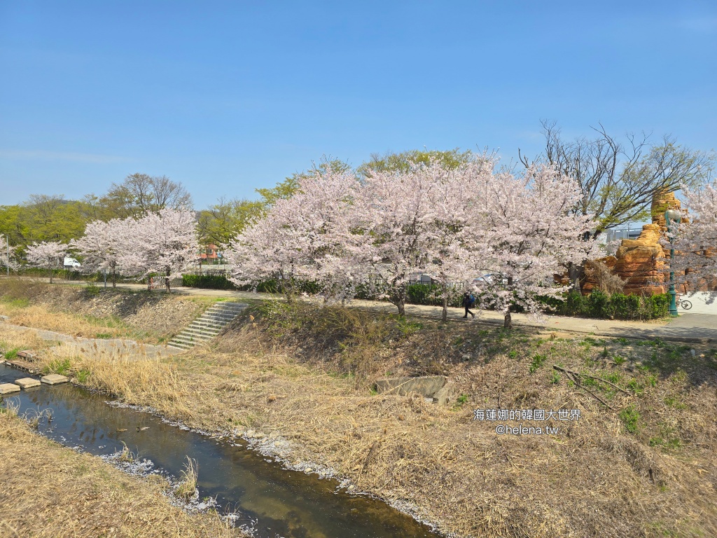 夜英,櫻花,櫻花大道,賽馬公園,韓國,韓國旅行,韓國旅遊,韓國櫻花,韓國綜合,韓國自由行,韓國賞櫻,韓國賞櫻花,首爾,首爾旅行,首爾旅遊,首爾櫻花,首爾自由行,首爾賞櫻,首爾賞櫻攻略,首爾賞櫻時間,首爾賞櫻月份,首爾賞櫻秘境,首爾賞櫻花,首爾賽馬公園,首爾遊／宿 @Helena's Blog