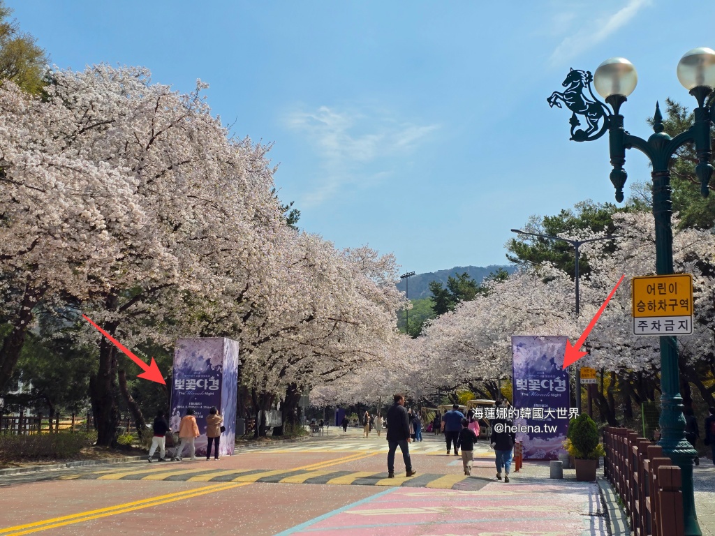 夜英,櫻花,櫻花大道,賽馬公園,韓國,韓國旅行,韓國旅遊,韓國櫻花,韓國綜合,韓國自由行,韓國賞櫻,韓國賞櫻花,首爾,首爾旅行,首爾旅遊,首爾櫻花,首爾自由行,首爾賞櫻,首爾賞櫻攻略,首爾賞櫻時間,首爾賞櫻月份,首爾賞櫻秘境,首爾賞櫻花,首爾賽馬公園,首爾遊／宿 @Helena's Blog