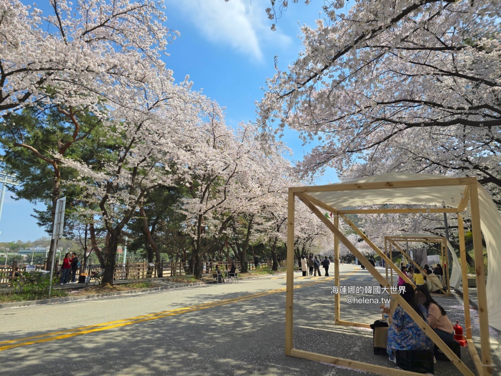 夜英,櫻花,櫻花大道,賽馬公園,韓國,韓國旅行,韓國旅遊,韓國櫻花,韓國綜合,韓國自由行,韓國賞櫻,韓國賞櫻花,首爾,首爾旅行,首爾旅遊,首爾櫻花,首爾自由行,首爾賞櫻,首爾賞櫻攻略,首爾賞櫻時間,首爾賞櫻月份,首爾賞櫻秘境,首爾賞櫻花,首爾賽馬公園,首爾遊／宿 @Helena's Blog