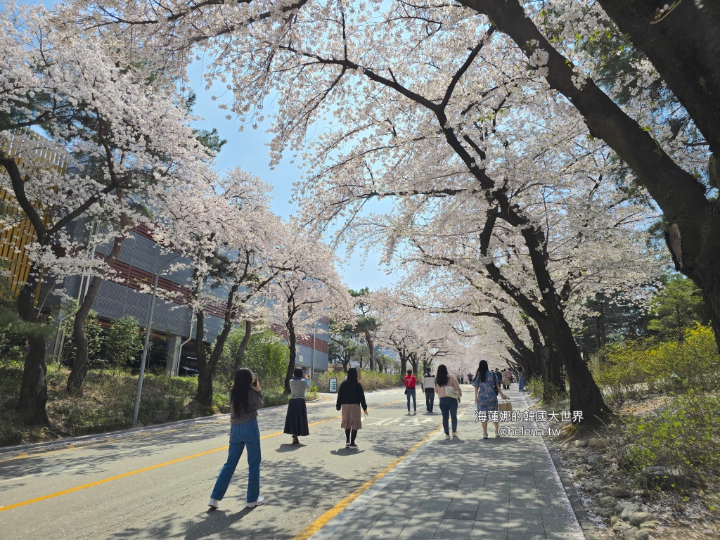 夜英,櫻花,櫻花大道,賽馬公園,韓國,韓國旅行,韓國旅遊,韓國櫻花,韓國綜合,韓國自由行,韓國賞櫻,韓國賞櫻花,首爾,首爾旅行,首爾旅遊,首爾櫻花,首爾自由行,首爾賞櫻,首爾賞櫻攻略,首爾賞櫻時間,首爾賞櫻月份,首爾賞櫻秘境,首爾賞櫻花,首爾賽馬公園,首爾遊／宿 @Helena's Blog