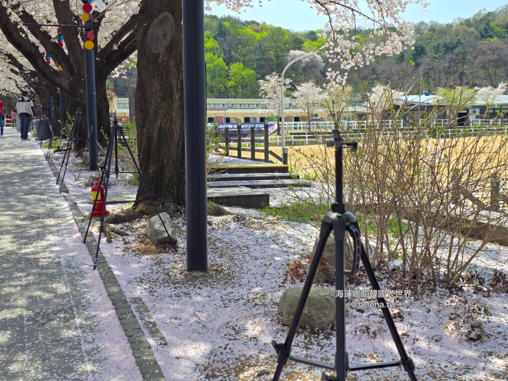 夜英,櫻花,櫻花大道,賽馬公園,韓國,韓國旅行,韓國旅遊,韓國櫻花,韓國綜合,韓國自由行,韓國賞櫻,韓國賞櫻花,首爾,首爾旅行,首爾旅遊,首爾櫻花,首爾自由行,首爾賞櫻,首爾賞櫻攻略,首爾賞櫻時間,首爾賞櫻月份,首爾賞櫻秘境,首爾賞櫻花,首爾賽馬公園,首爾遊／宿 @Helena's Blog