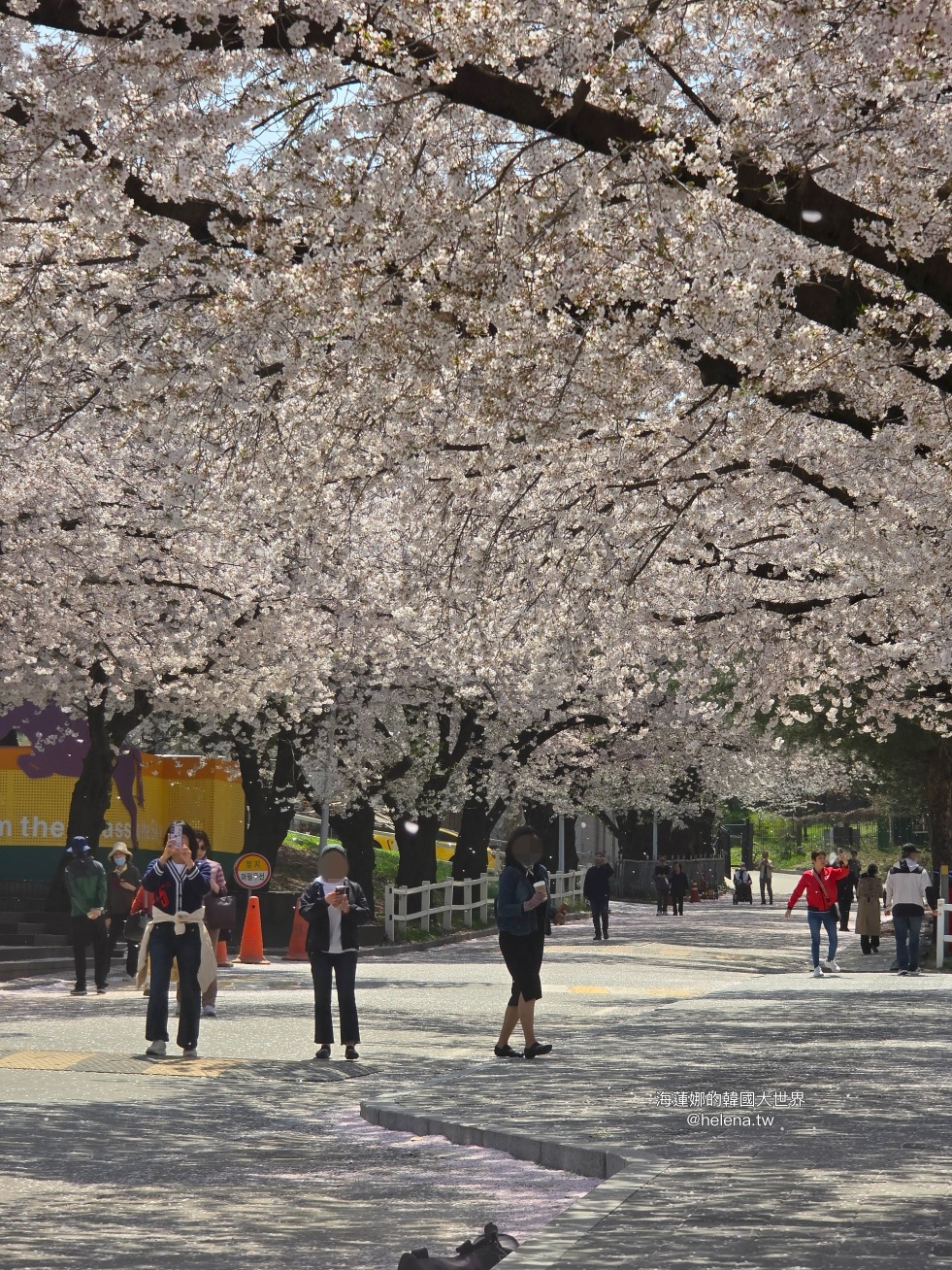 夜英,櫻花,櫻花大道,賽馬公園,韓國,韓國旅行,韓國旅遊,韓國櫻花,韓國綜合,韓國自由行,韓國賞櫻,韓國賞櫻花,首爾,首爾旅行,首爾旅遊,首爾櫻花,首爾自由行,首爾賞櫻,首爾賞櫻攻略,首爾賞櫻時間,首爾賞櫻月份,首爾賞櫻秘境,首爾賞櫻花,首爾賽馬公園,首爾遊／宿 @Helena's Blog