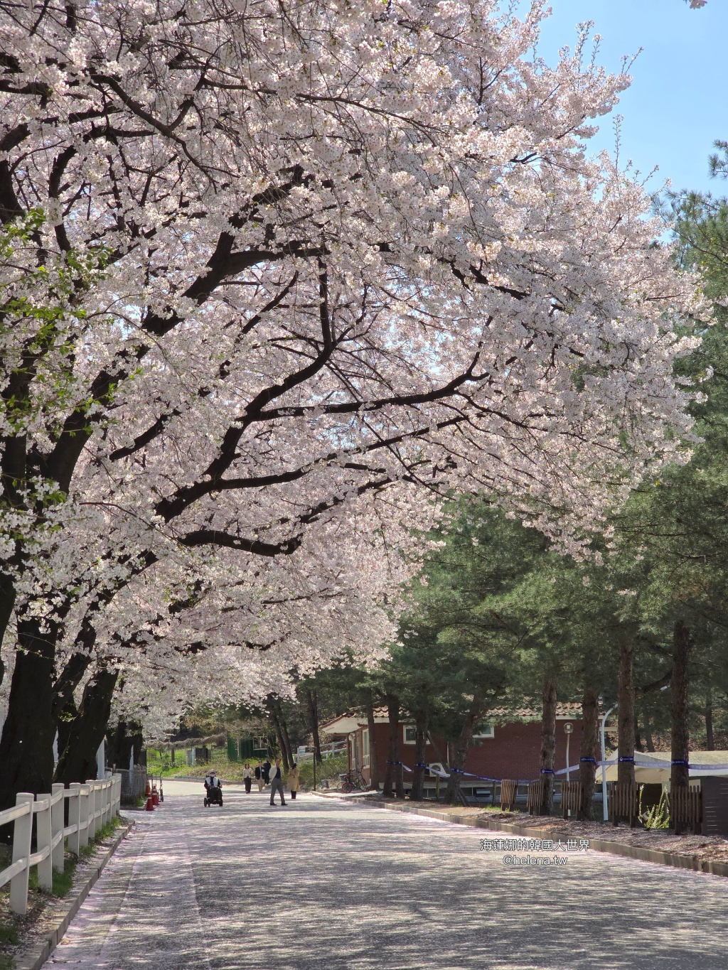 夜英,櫻花,櫻花大道,賽馬公園,韓國,韓國旅行,韓國旅遊,韓國櫻花,韓國綜合,韓國自由行,韓國賞櫻,韓國賞櫻花,首爾,首爾旅行,首爾旅遊,首爾櫻花,首爾自由行,首爾賞櫻,首爾賞櫻攻略,首爾賞櫻時間,首爾賞櫻月份,首爾賞櫻秘境,首爾賞櫻花,首爾賽馬公園,首爾遊／宿 @Helena's Blog