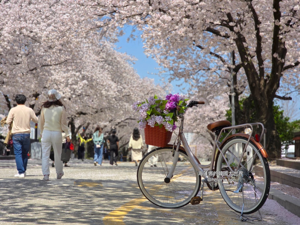 夜英,櫻花,櫻花大道,賽馬公園,韓國,韓國旅行,韓國旅遊,韓國櫻花,韓國綜合,韓國自由行,韓國賞櫻,韓國賞櫻花,首爾,首爾旅行,首爾旅遊,首爾櫻花,首爾自由行,首爾賞櫻,首爾賞櫻攻略,首爾賞櫻時間,首爾賞櫻月份,首爾賞櫻秘境,首爾賞櫻花,首爾賽馬公園,首爾遊／宿 @Helena's Blog