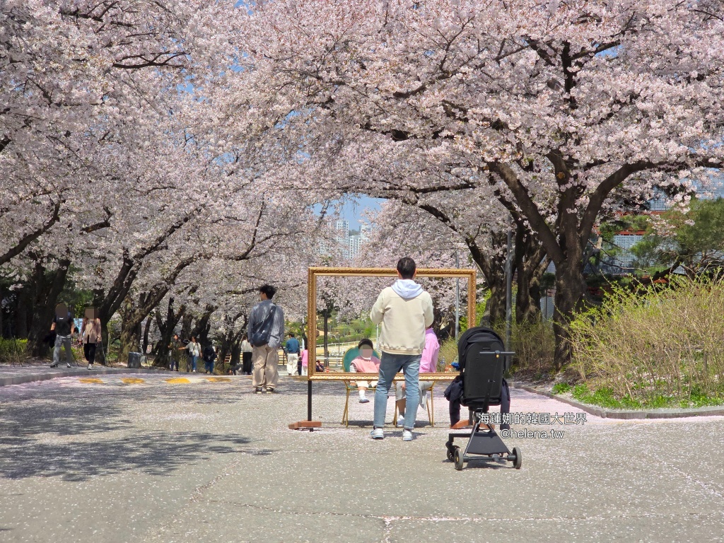 夜英,櫻花,櫻花大道,賽馬公園,韓國,韓國旅行,韓國旅遊,韓國櫻花,韓國綜合,韓國自由行,韓國賞櫻,韓國賞櫻花,首爾,首爾旅行,首爾旅遊,首爾櫻花,首爾自由行,首爾賞櫻,首爾賞櫻攻略,首爾賞櫻時間,首爾賞櫻月份,首爾賞櫻秘境,首爾賞櫻花,首爾賽馬公園,首爾遊／宿 @Helena's Blog