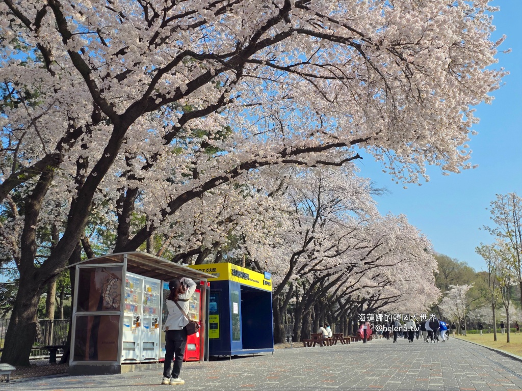 櫻花,韓國,韓國旅行,韓國旅遊,韓國櫻花,韓國綜合,韓國自由行,韓國賞櫻,韓國賞櫻花,首爾,首爾大公園,首爾旅行,首爾旅遊,首爾櫻花,首爾自由行,首爾賞櫻,首爾賞櫻攻略,首爾賞櫻時間,首爾賞櫻月份,首爾賞櫻秘境,首爾賞櫻花,首爾遊／宿 @Helena's Blog