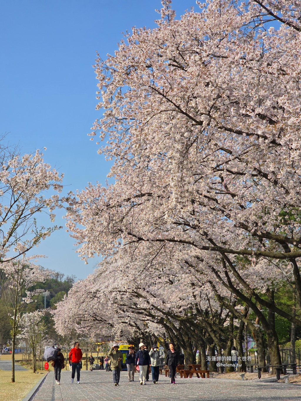 櫻花,韓國,韓國旅行,韓國旅遊,韓國櫻花,韓國綜合,韓國自由行,韓國賞櫻,韓國賞櫻花,首爾,首爾大公園,首爾旅行,首爾旅遊,首爾櫻花,首爾自由行,首爾賞櫻,首爾賞櫻攻略,首爾賞櫻時間,首爾賞櫻月份,首爾賞櫻秘境,首爾賞櫻花,首爾遊／宿 @Helena's Blog