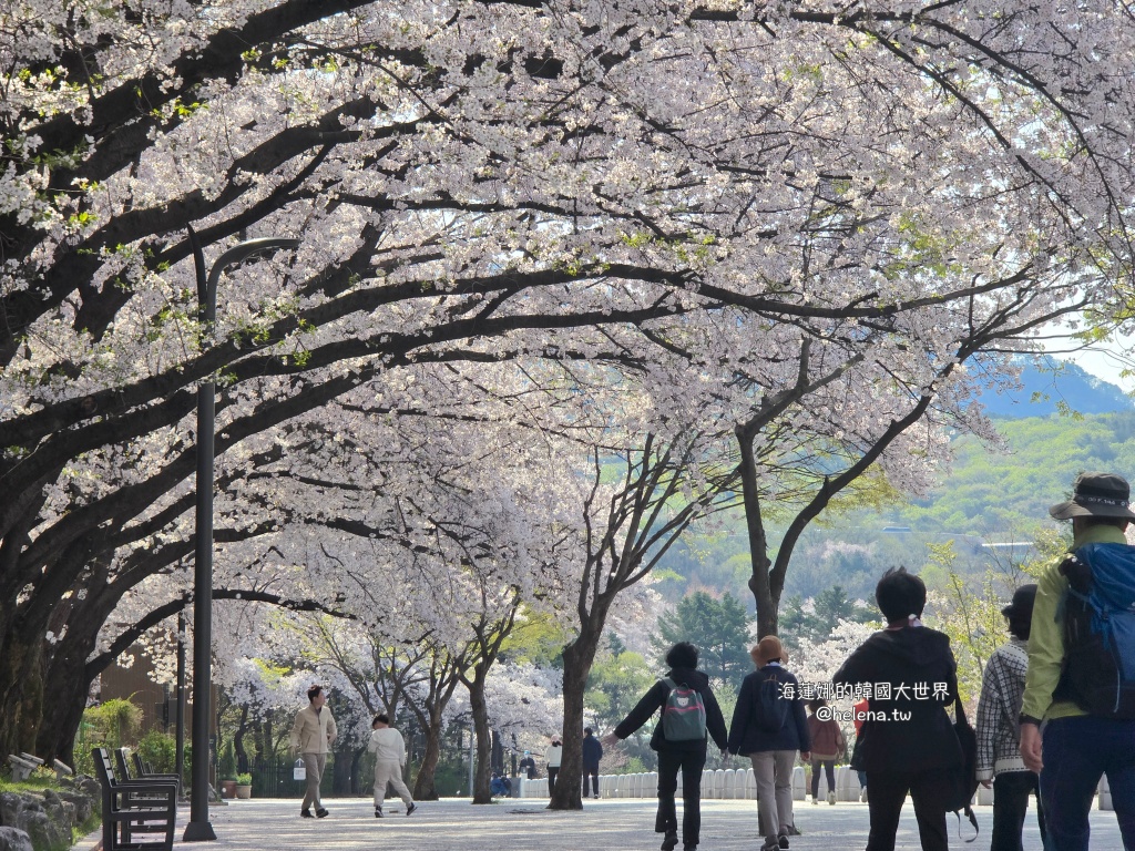 櫻花,韓國,韓國旅行,韓國旅遊,韓國櫻花,韓國綜合,韓國自由行,韓國賞櫻,韓國賞櫻花,首爾,首爾大公園,首爾旅行,首爾旅遊,首爾櫻花,首爾自由行,首爾賞櫻,首爾賞櫻攻略,首爾賞櫻時間,首爾賞櫻月份,首爾賞櫻秘境,首爾賞櫻花,首爾遊／宿 @Helena's Blog