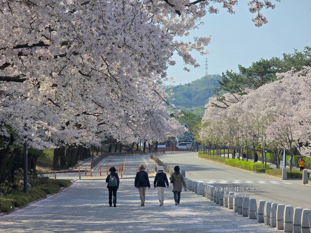 櫻花,韓國,韓國旅行,韓國旅遊,韓國櫻花,韓國綜合,韓國自由行,韓國賞櫻,韓國賞櫻花,首爾,首爾大公園,首爾旅行,首爾旅遊,首爾櫻花,首爾自由行,首爾賞櫻,首爾賞櫻攻略,首爾賞櫻時間,首爾賞櫻月份,首爾賞櫻秘境,首爾賞櫻花,首爾遊／宿 @Helena's Blog