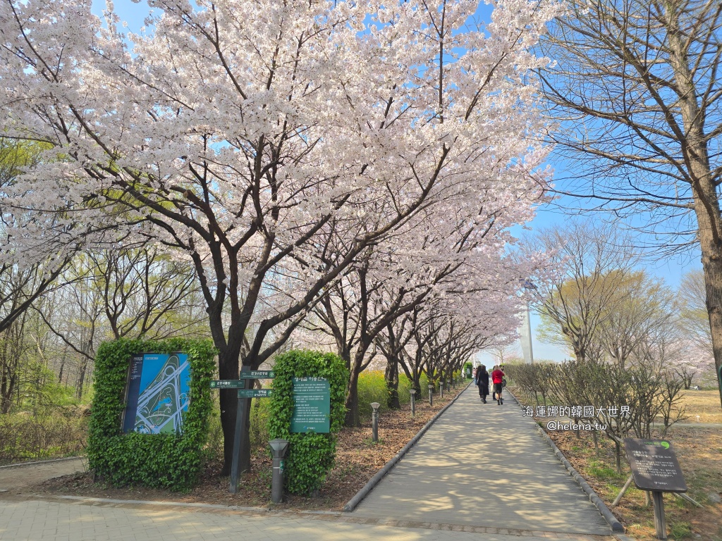 櫻花,韓國,韓國旅行,韓國旅遊,韓國櫻花,韓國綜合,韓國自由行,韓國賞櫻,韓國賞櫻花,首爾,首爾旅行,首爾旅遊,首爾櫻花,首爾自由行,首爾賞櫻,首爾賞櫻攻略,首爾賞櫻時間,首爾賞櫻月份,首爾賞櫻秘境,首爾賞櫻花,首爾遊／宿 @Helena's Blog