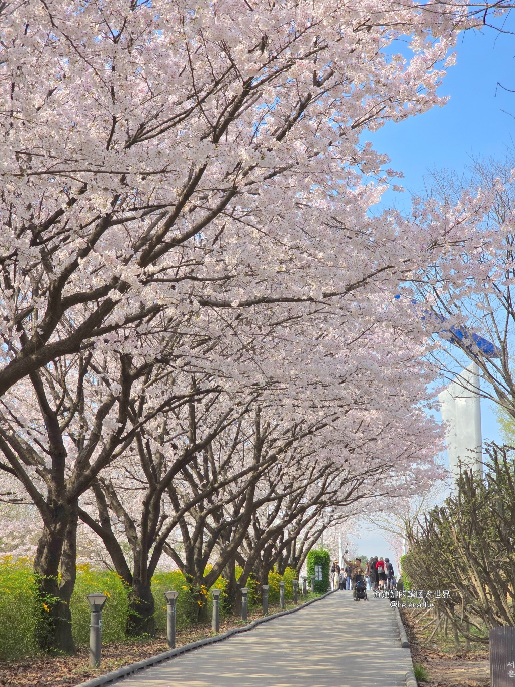 櫻花,韓國,韓國旅行,韓國旅遊,韓國櫻花,韓國綜合,韓國自由行,韓國賞櫻,韓國賞櫻花,首爾,首爾旅行,首爾旅遊,首爾櫻花,首爾自由行,首爾賞櫻,首爾賞櫻攻略,首爾賞櫻時間,首爾賞櫻月份,首爾賞櫻秘境,首爾賞櫻花,首爾遊／宿 @Helena's Blog