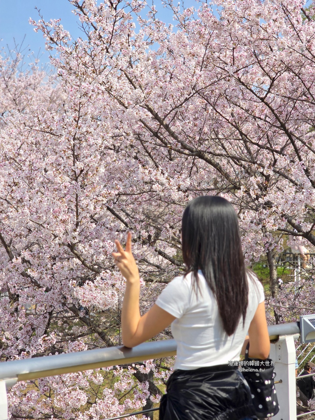 櫻花,韓國,韓國旅行,韓國旅遊,韓國櫻花,韓國綜合,韓國自由行,韓國賞櫻,韓國賞櫻花,首爾,首爾旅行,首爾旅遊,首爾櫻花,首爾自由行,首爾賞櫻,首爾賞櫻攻略,首爾賞櫻時間,首爾賞櫻月份,首爾賞櫻秘境,首爾賞櫻花,首爾遊／宿 @Helena's Blog