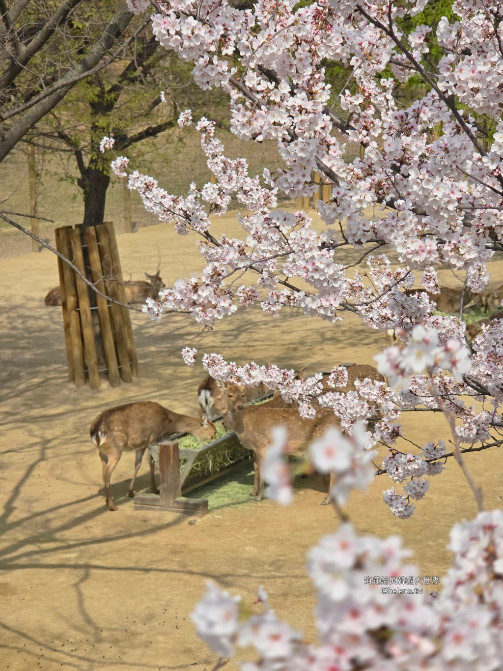 櫻花,韓國,韓國旅行,韓國旅遊,韓國櫻花,韓國綜合,韓國自由行,韓國賞櫻,韓國賞櫻花,首爾,首爾旅行,首爾旅遊,首爾櫻花,首爾自由行,首爾賞櫻,首爾賞櫻攻略,首爾賞櫻時間,首爾賞櫻月份,首爾賞櫻秘境,首爾賞櫻花,首爾遊／宿 @Helena's Blog