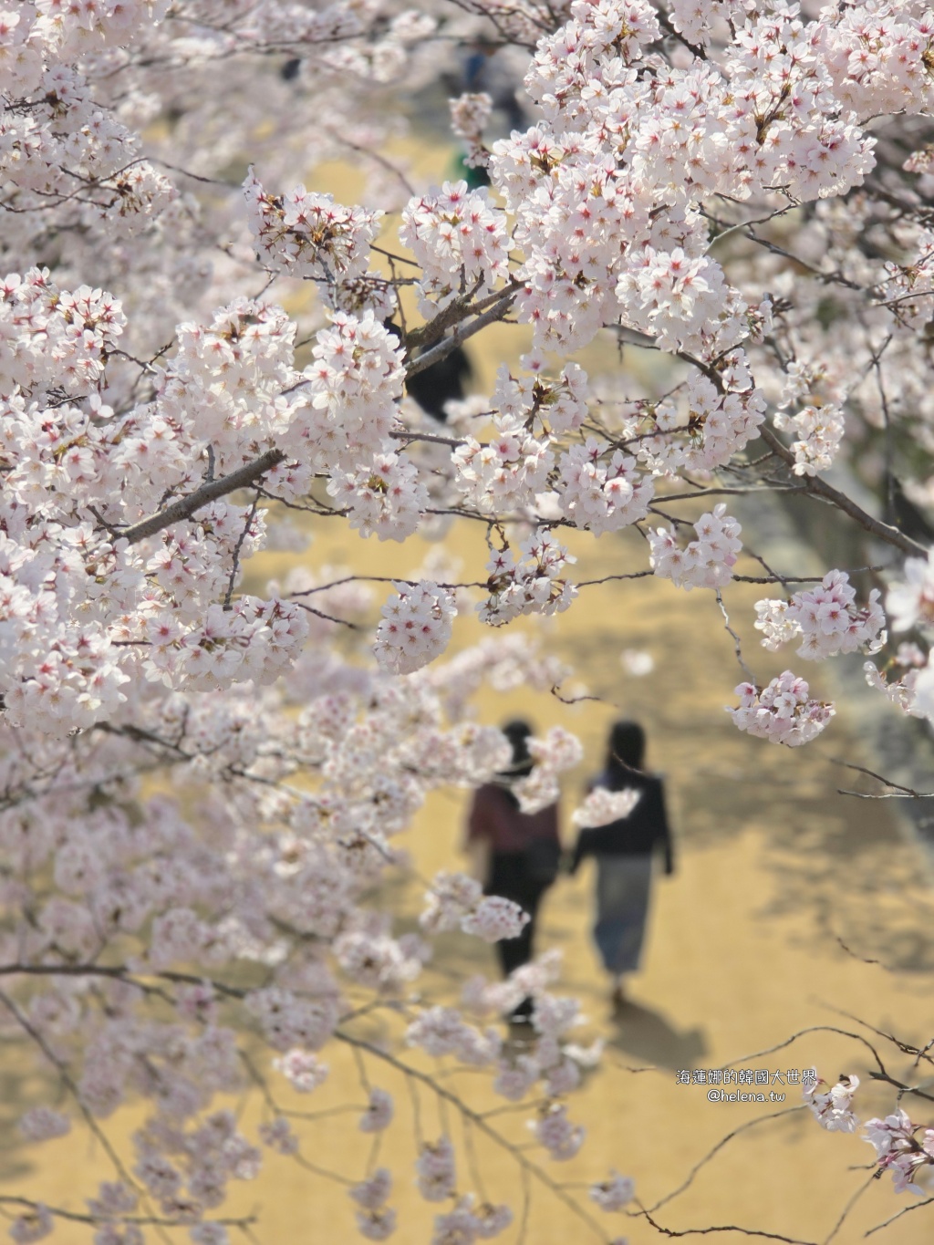 櫻花,韓國,韓國旅行,韓國旅遊,韓國櫻花,韓國綜合,韓國自由行,韓國賞櫻,韓國賞櫻花,首爾,首爾旅行,首爾旅遊,首爾櫻花,首爾自由行,首爾賞櫻,首爾賞櫻攻略,首爾賞櫻時間,首爾賞櫻月份,首爾賞櫻秘境,首爾賞櫻花,首爾遊／宿 @Helena's Blog