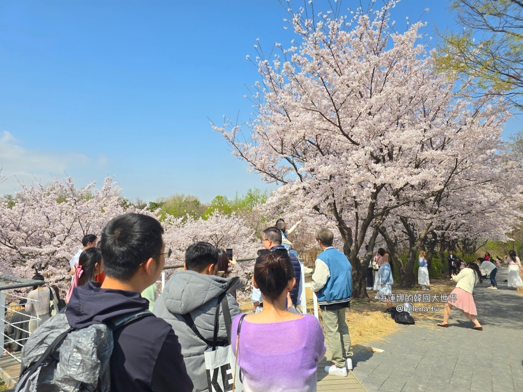 櫻花,韓國,韓國旅行,韓國旅遊,韓國櫻花,韓國綜合,韓國自由行,韓國賞櫻,韓國賞櫻花,首爾,首爾旅行,首爾旅遊,首爾櫻花,首爾自由行,首爾賞櫻,首爾賞櫻攻略,首爾賞櫻時間,首爾賞櫻月份,首爾賞櫻秘境,首爾賞櫻花,首爾遊／宿 @Helena's Blog