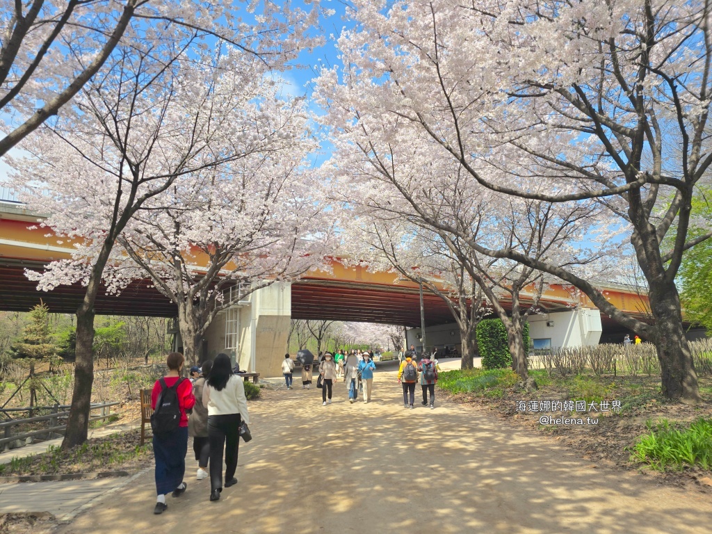 櫻花,韓國,韓國旅行,韓國旅遊,韓國櫻花,韓國綜合,韓國自由行,韓國賞櫻,韓國賞櫻花,首爾,首爾旅行,首爾旅遊,首爾櫻花,首爾自由行,首爾賞櫻,首爾賞櫻攻略,首爾賞櫻時間,首爾賞櫻月份,首爾賞櫻秘境,首爾賞櫻花,首爾遊／宿 @Helena's Blog