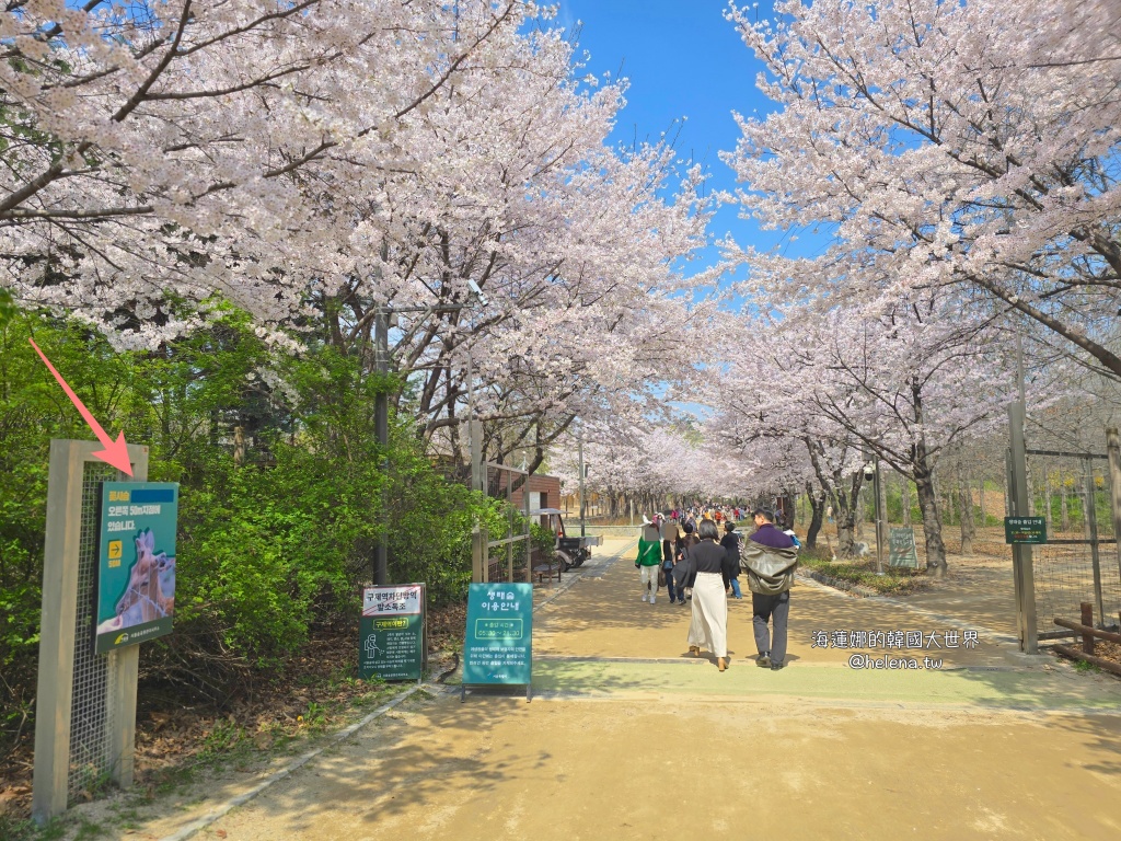 櫻花,韓國,韓國旅行,韓國旅遊,韓國櫻花,韓國綜合,韓國自由行,韓國賞櫻,韓國賞櫻花,首爾,首爾旅行,首爾旅遊,首爾櫻花,首爾自由行,首爾賞櫻,首爾賞櫻攻略,首爾賞櫻時間,首爾賞櫻月份,首爾賞櫻秘境,首爾賞櫻花,首爾遊／宿 @Helena's Blog