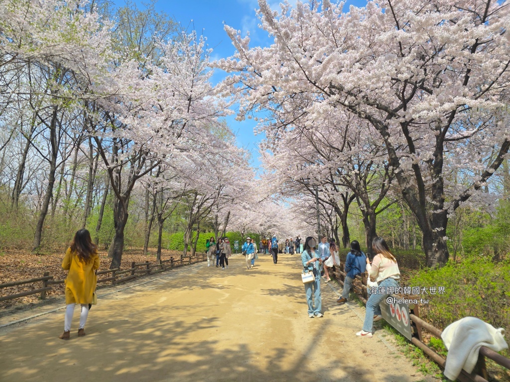 櫻花,韓國,韓國旅行,韓國旅遊,韓國櫻花,韓國綜合,韓國自由行,韓國賞櫻,韓國賞櫻花,首爾,首爾旅行,首爾旅遊,首爾櫻花,首爾自由行,首爾賞櫻,首爾賞櫻攻略,首爾賞櫻時間,首爾賞櫻月份,首爾賞櫻秘境,首爾賞櫻花,首爾遊／宿 @Helena's Blog